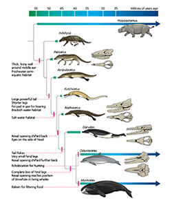 Image of the transitional fossils of whales