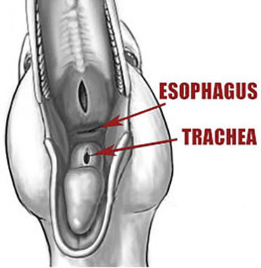 Bird esophagus and trachea