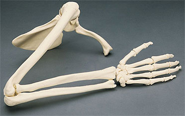 forearm bones
