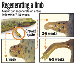 Regenerating a Limb